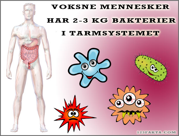 Sjove og underholdende fakta om menneskekroppen (Menneskekroppen)