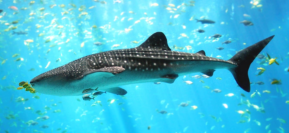 Fact: Whale sharks are the largest fish in the world. The largest whale shark ever measured was 12.65 meters in length and weighed 21.5 tons