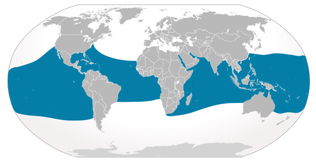 Hvalhajer lever i de tropiske og varme verdenshave