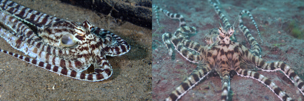 The Mimic octopus can mimic other animals