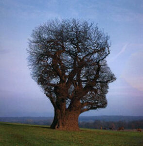 Fakta: Träd kan bli upp till 1000 år gamla och ca 100 meter höga
