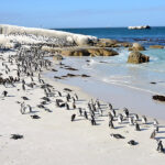 Fakta: Boulders Beach i Sydafrika er hjemsted for pingviner.