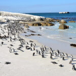 Fakta: Boulders Beach i Sydafrika är hem för pingviner