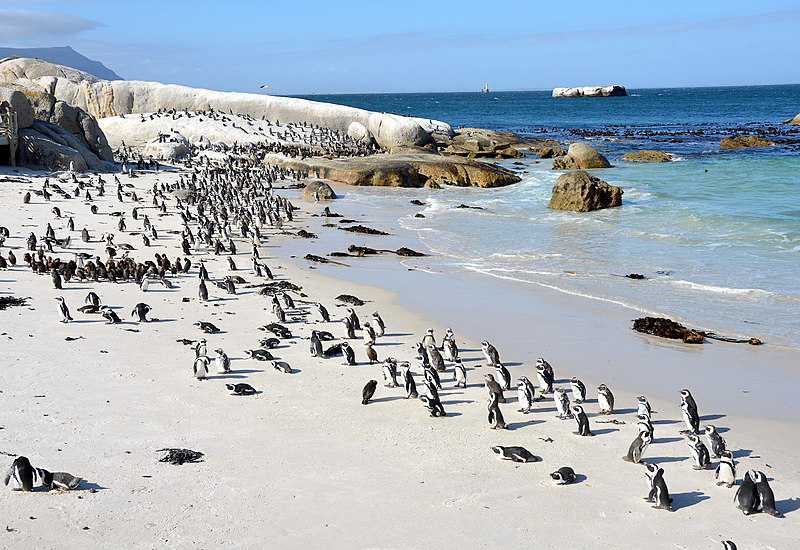 Tatsache: Boulders Beach in Südafrika ist die Heimat von Pinguinen