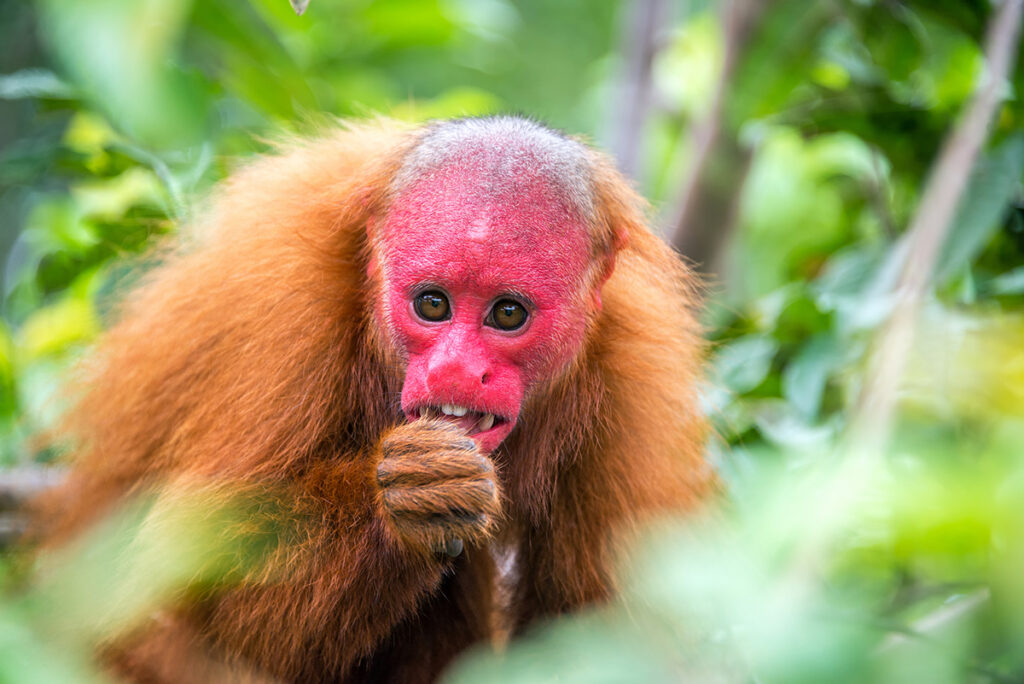 Uakari monkey in trees