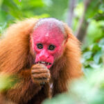 Uakari monkey in trees