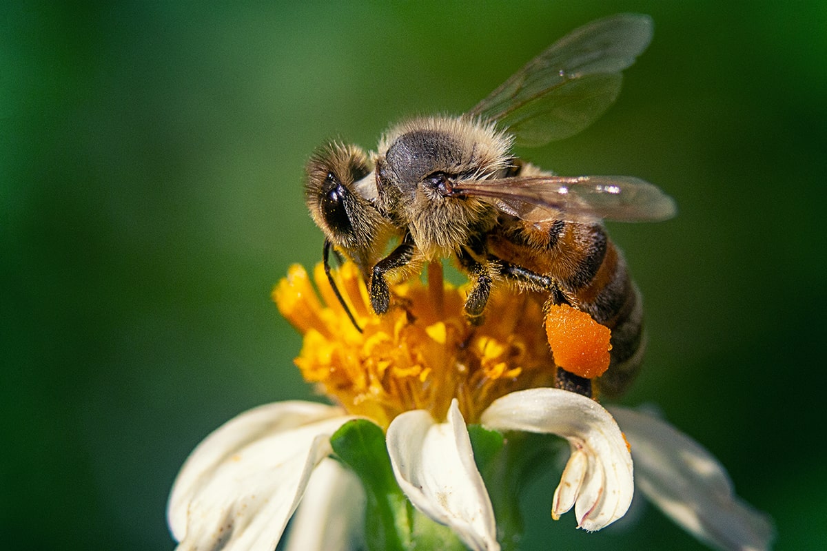 Fakten über Bienen