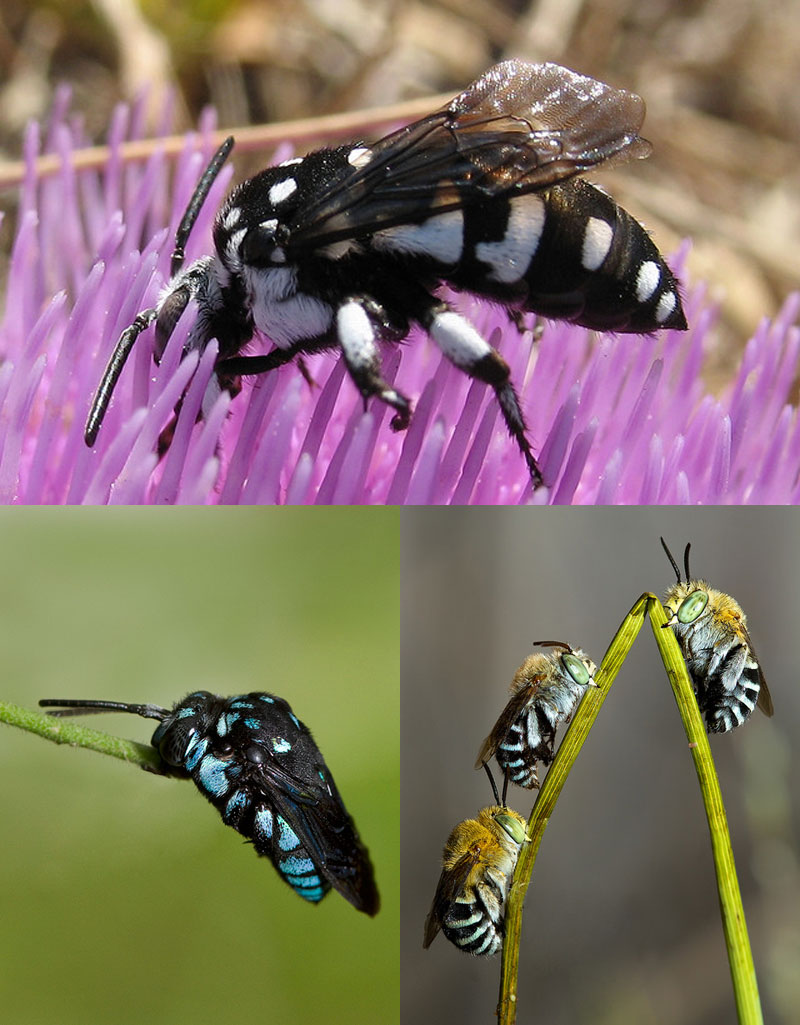 Fact: There are around 20,000 species of bees