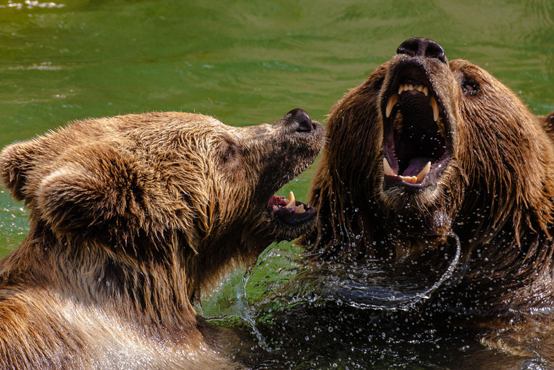 Fact: Some bear species can reach speeds of up to 64 km/h while running