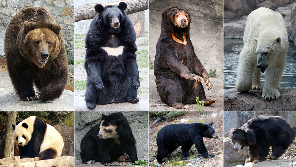 Fact: There are 8 living bear species