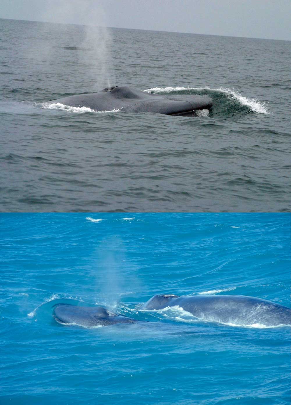 Fakta: Blåhvalen udånder vind gennem sit blæsehul i vandoverfladen.
