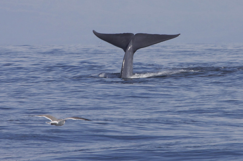 Fakta: Blåhvaler svømmer typisk alene