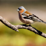 Interesting Facts About Bowfinches