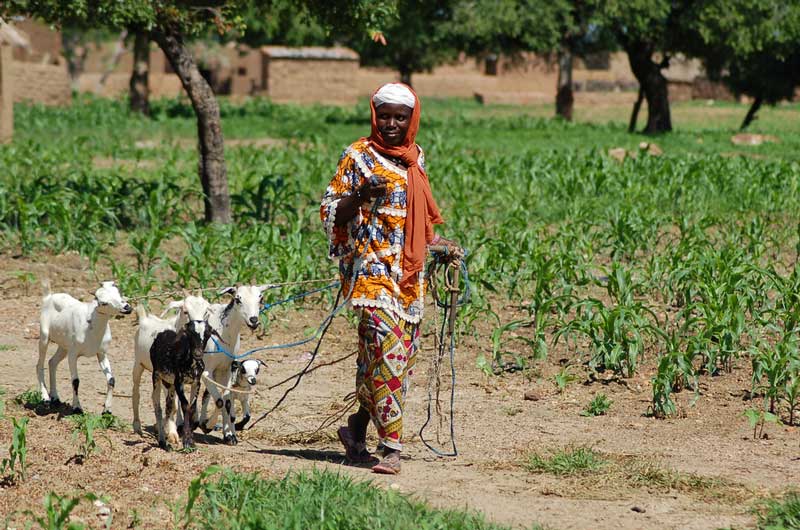 Fakta: 4/5 av befolkningen i Burkina Faso är beroende av självförsörjande jordbruk