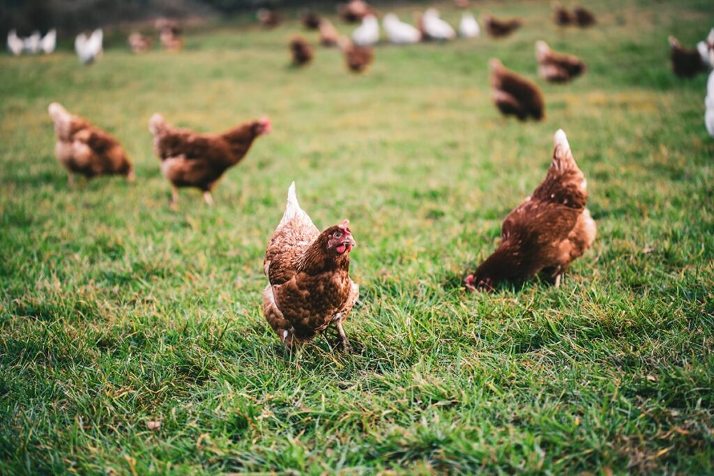 Sande og sjove fakta om høns