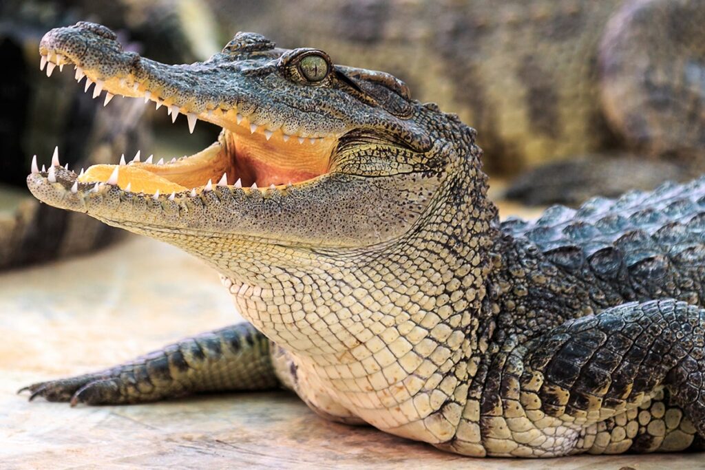 Facts about crocodiles