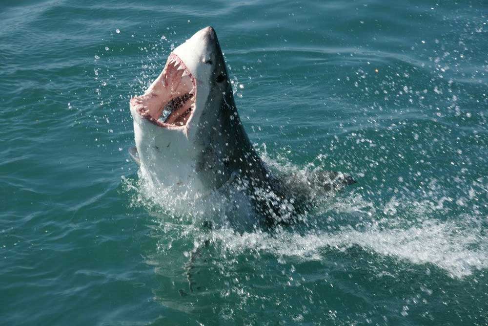 Fact: The great white shark can survive for 3 months without food