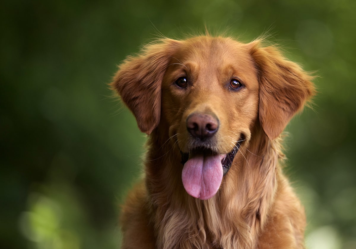 Fakten über Hunde