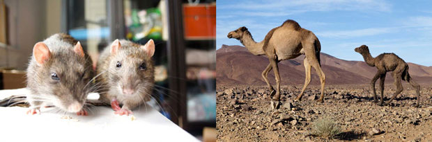 A rat is able to go longer without water than a camel