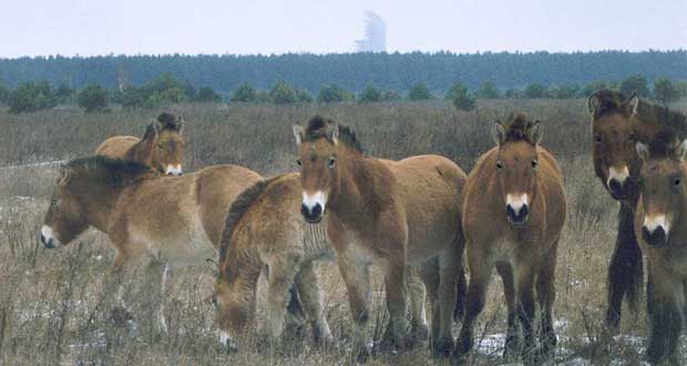 Fakta: Djur lever i Tjernobyl