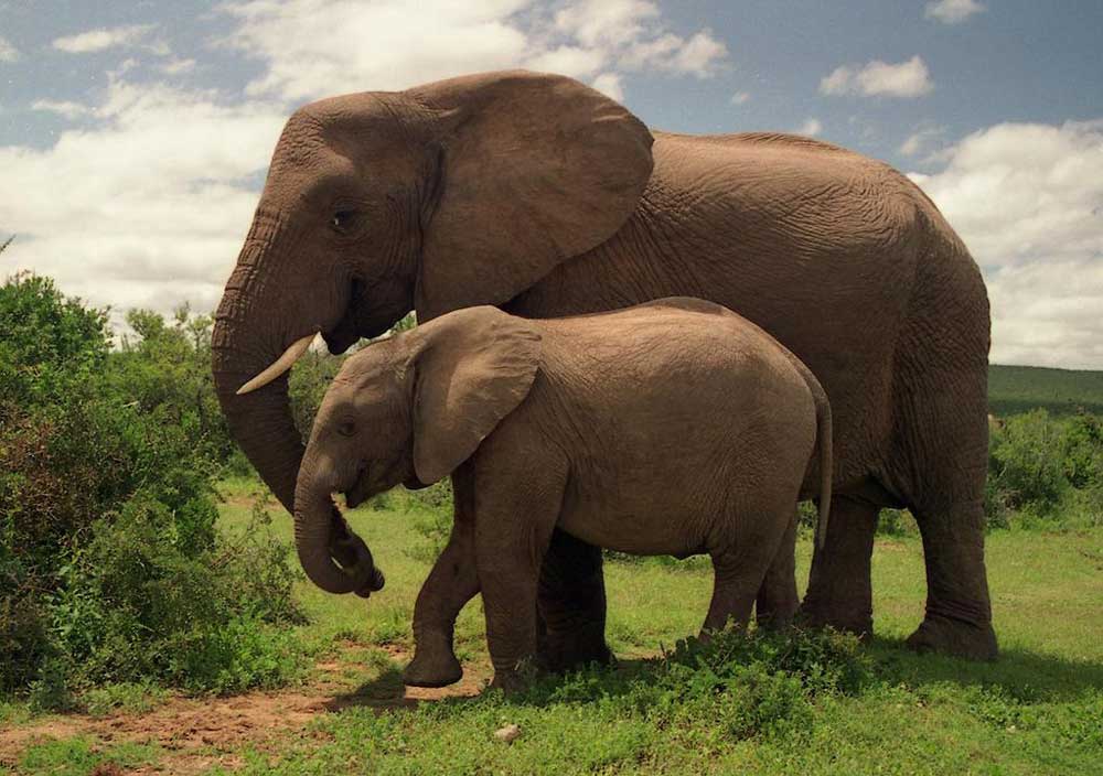 Fakta: Elefantungar väger vanligtvis mellan 50 och 150 kg vid födseln