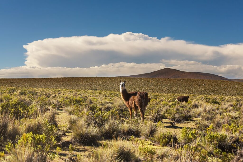 Various facts about Bolivia