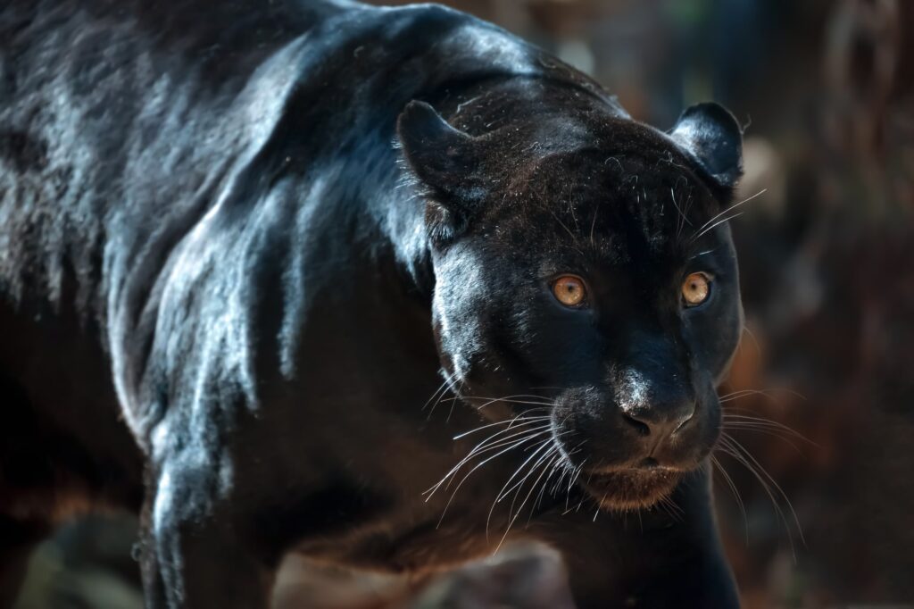 Tatsache: Panther ist lediglich ein Begriff, der sich auf mehrere Arten von Großkatzen bezieht, und nicht auf eine bestimmte Art.