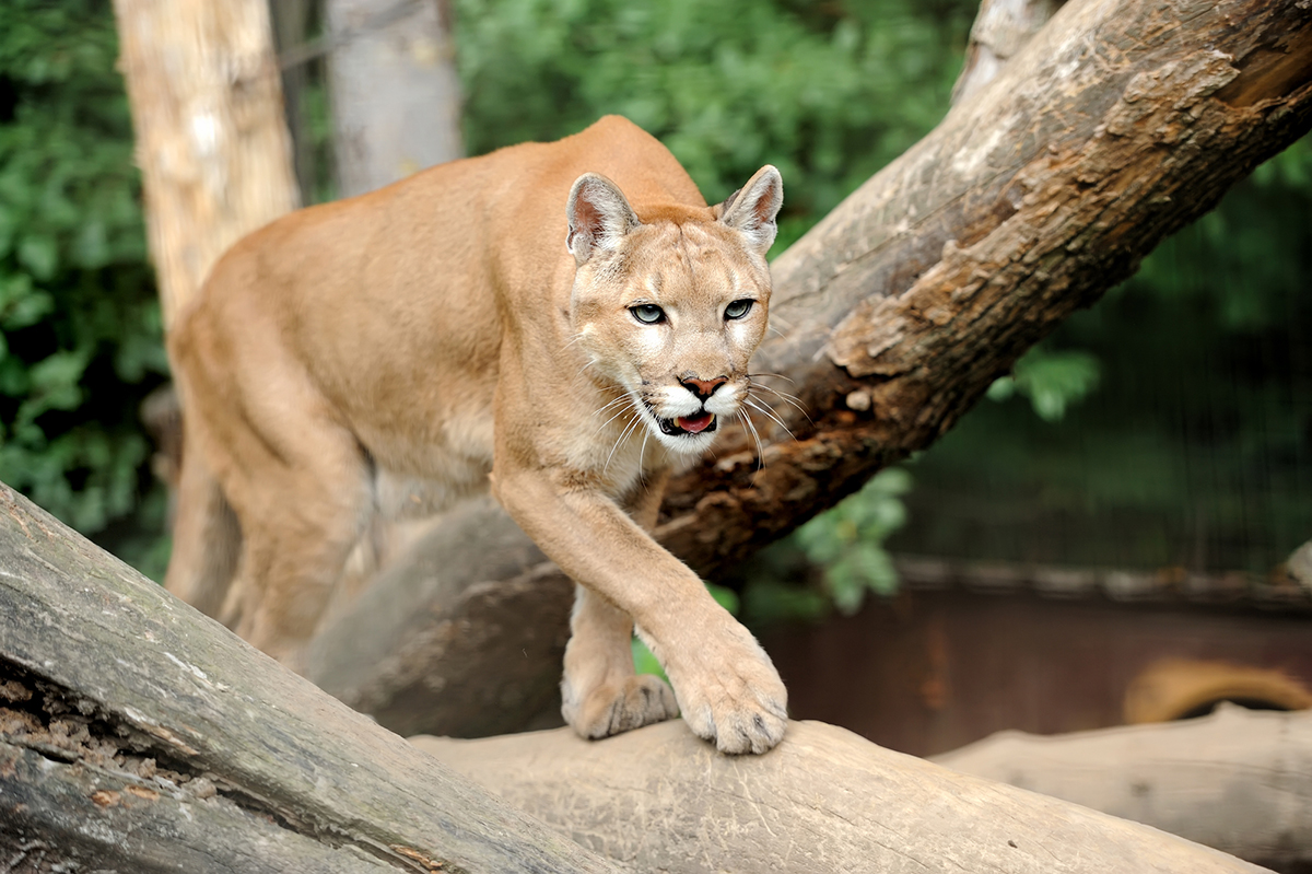 Tatsache: Der Puma ist ein großes Raubtier, das auf dem amerikanischen Kontinent lebt.