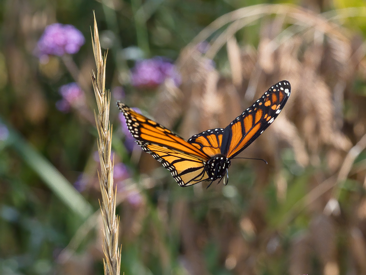 Facts about butterflies for children