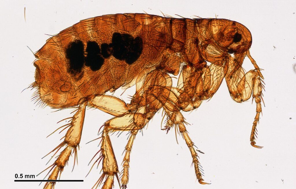 Facts about fleas