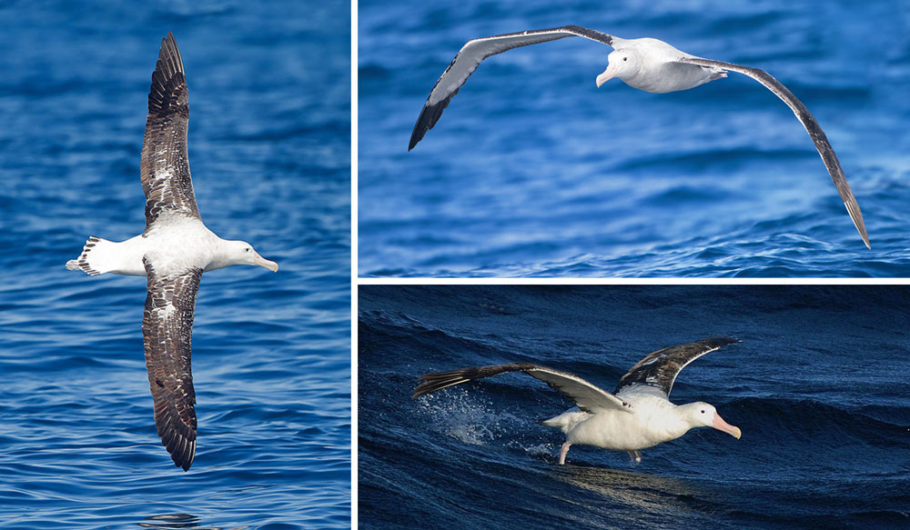 Fakta: Den vandrende albatros har det største vingefang af alle fugle på omkring 3,5 m.
