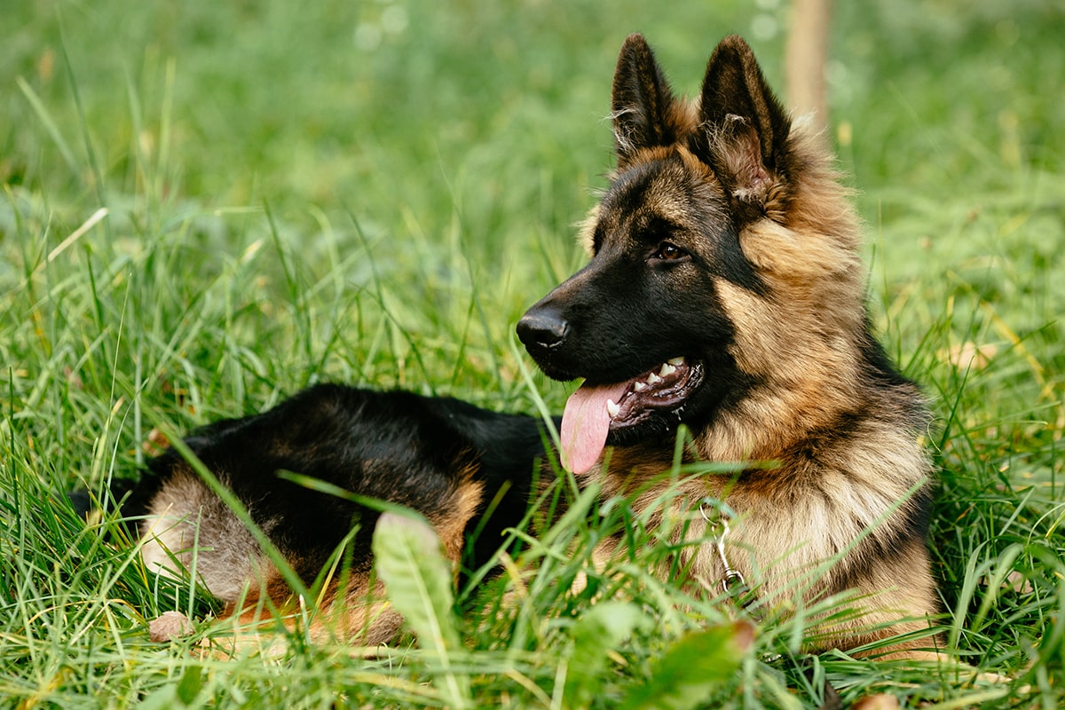 Facts about german shepherds