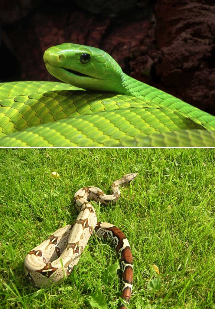 Fact: There are venomous snakes and strangler snakes