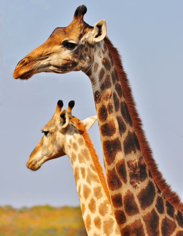 Fact: You can tell the age of giraffes by their spots