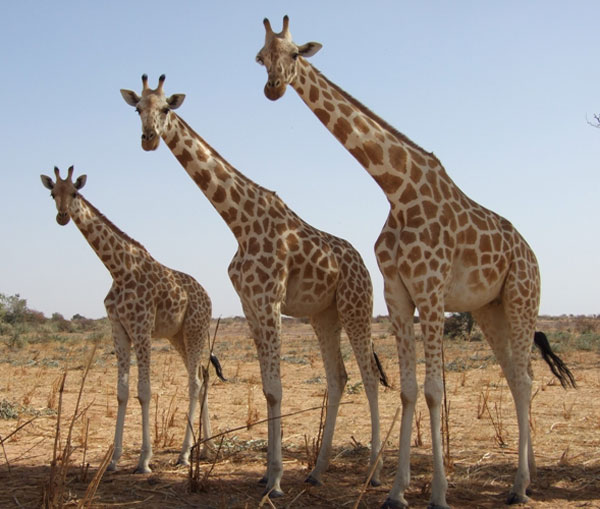 Fact: Giraffes were given their Latin name 'Giraffa camelopardalis' by Julius Caesar