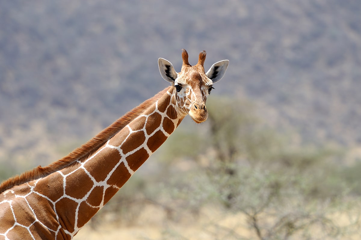 Fakten über Giraffen