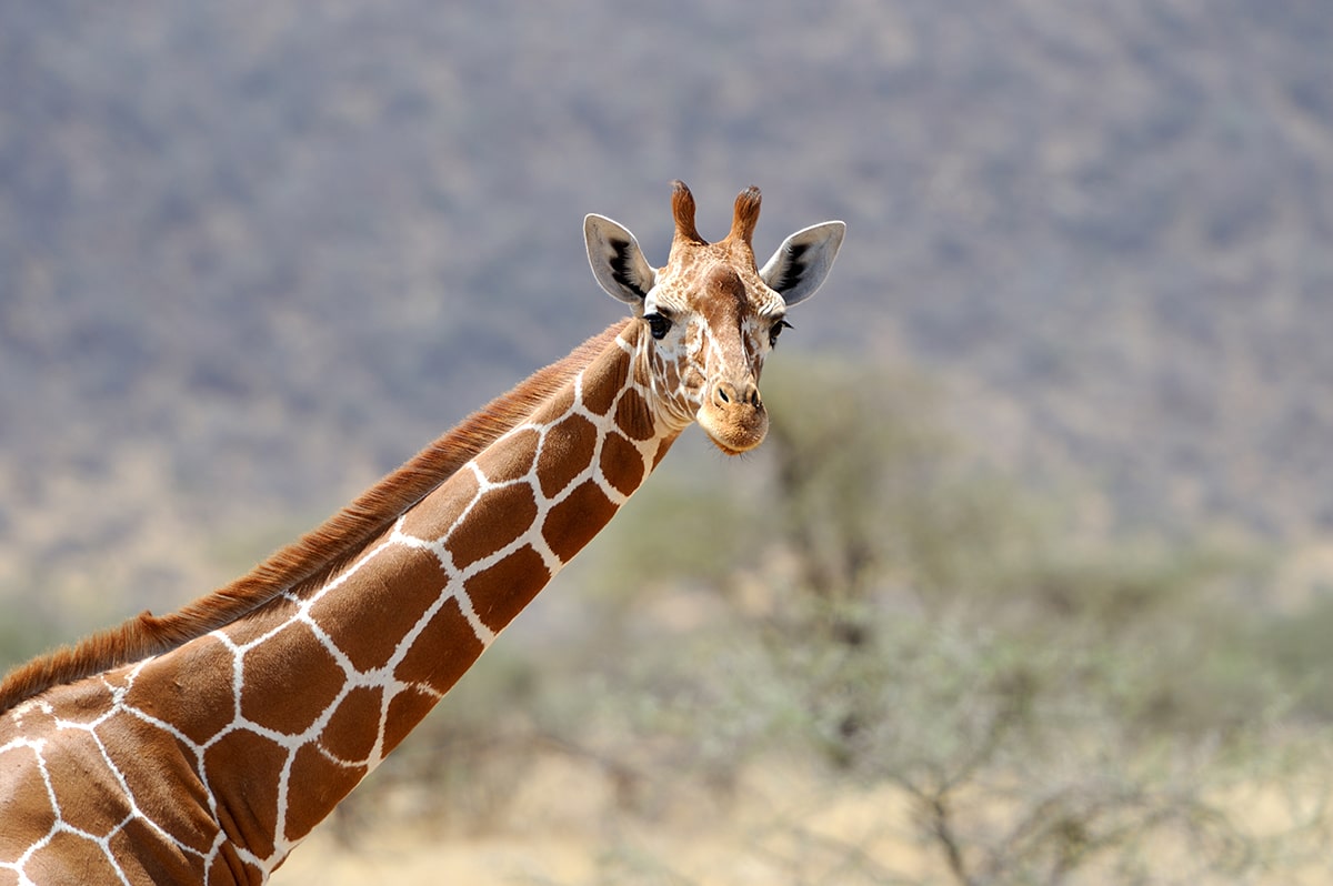 Facts about giraffes