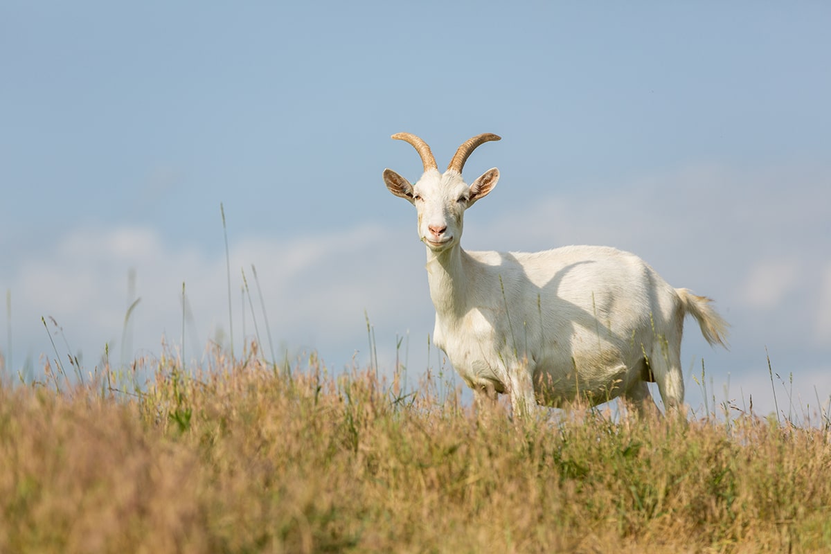 Facts about goats