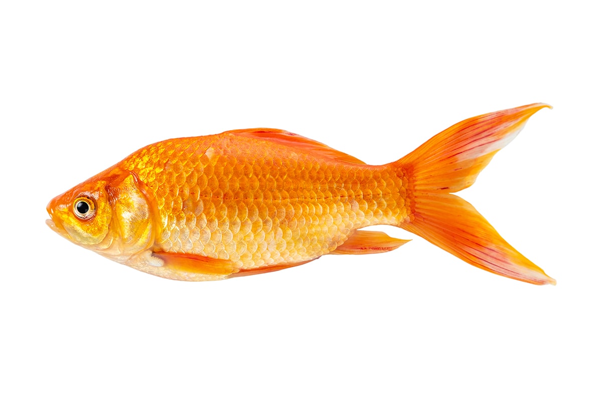 Fakta om guldfisk
