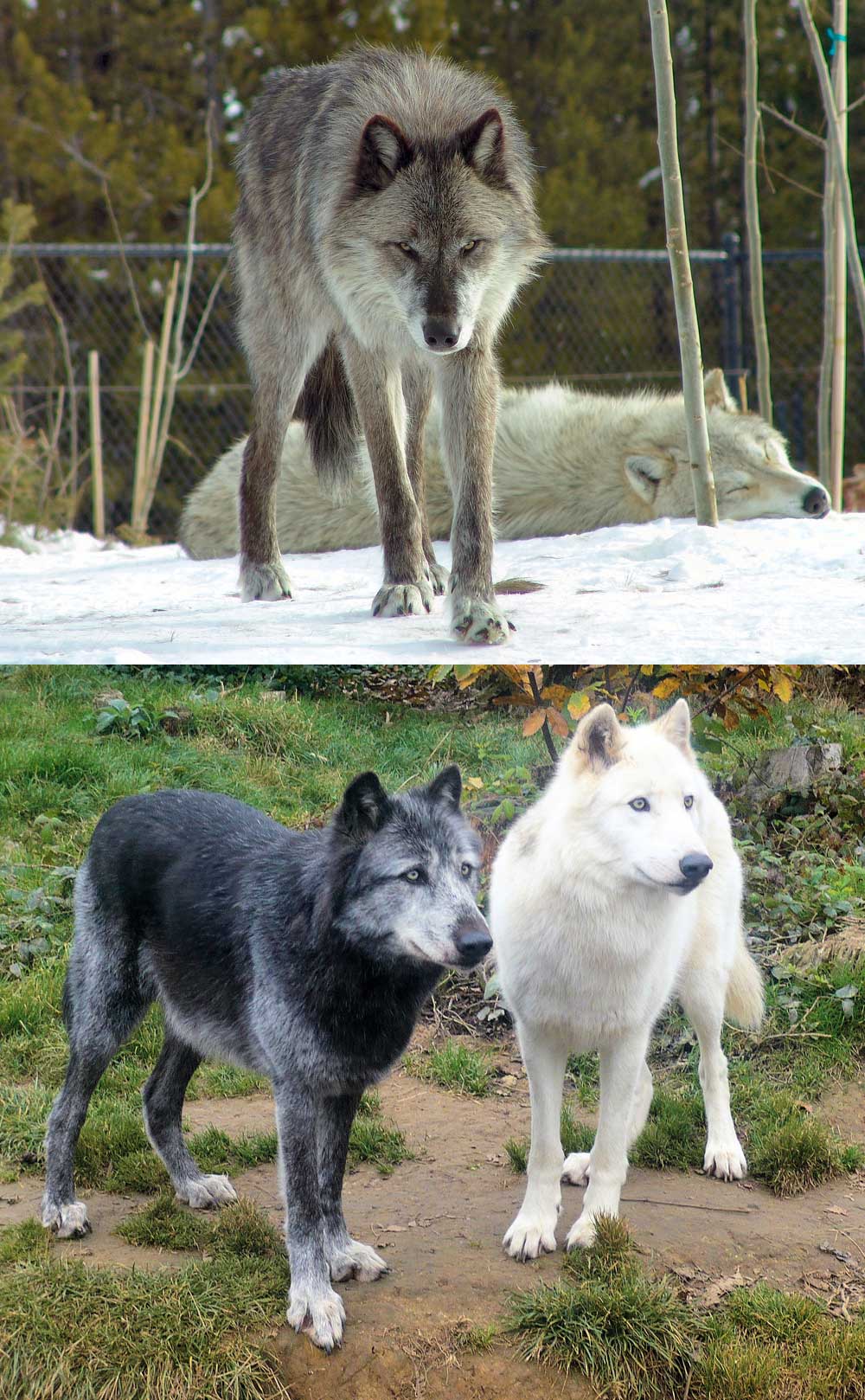 Fact: The gray wolf is the most common wolf in Europe, Asia and North America