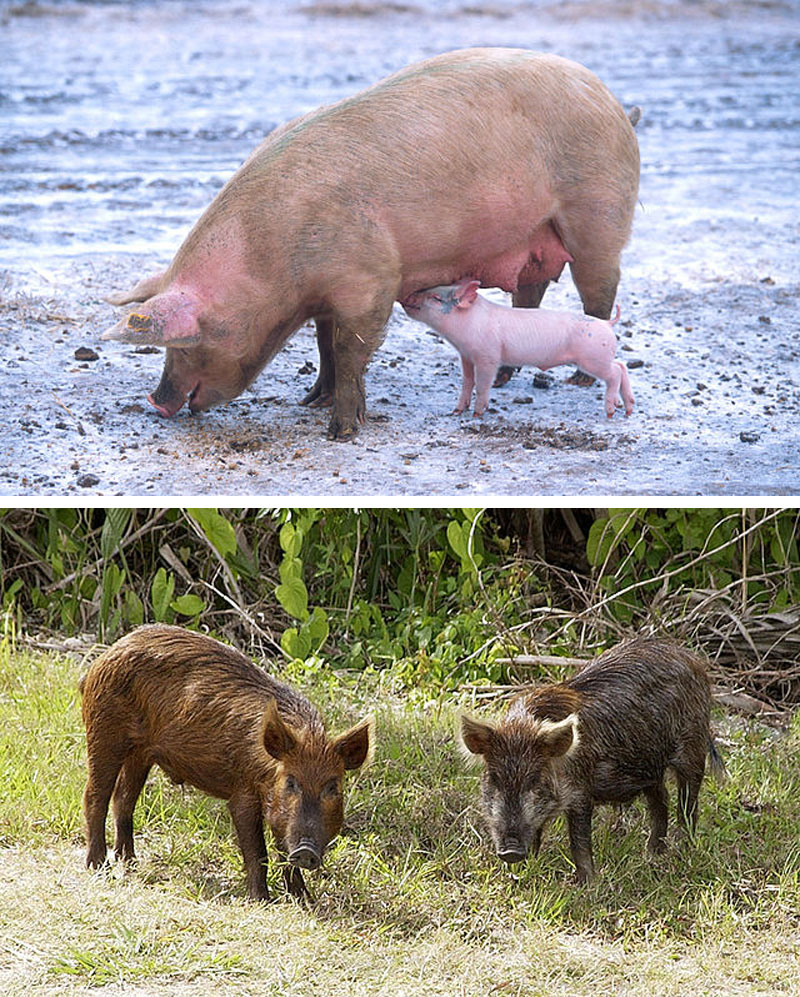 Fact: Pigs quickly revert to their 'wild' selves when released into the wild