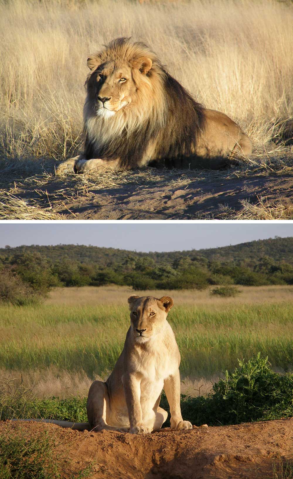 Fakta: Lejonhannar och lejonhonor har olika uppgifter i lejonflocken