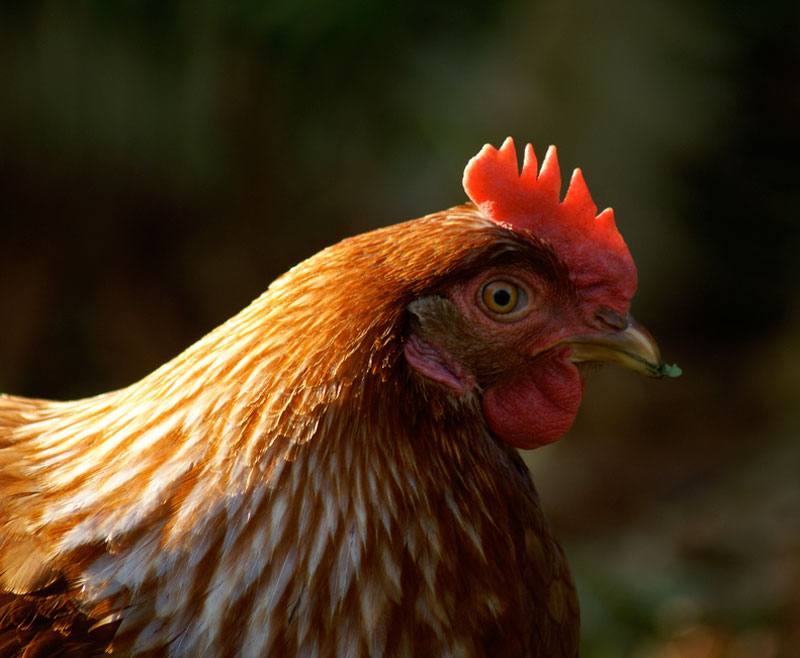 Fakta: Kycklingar kan äta ägg - även sina egna!