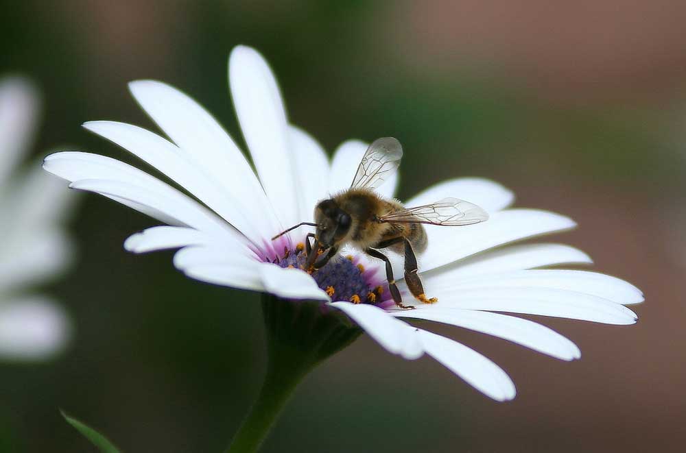 Fact: Bees can see ultraviolet light