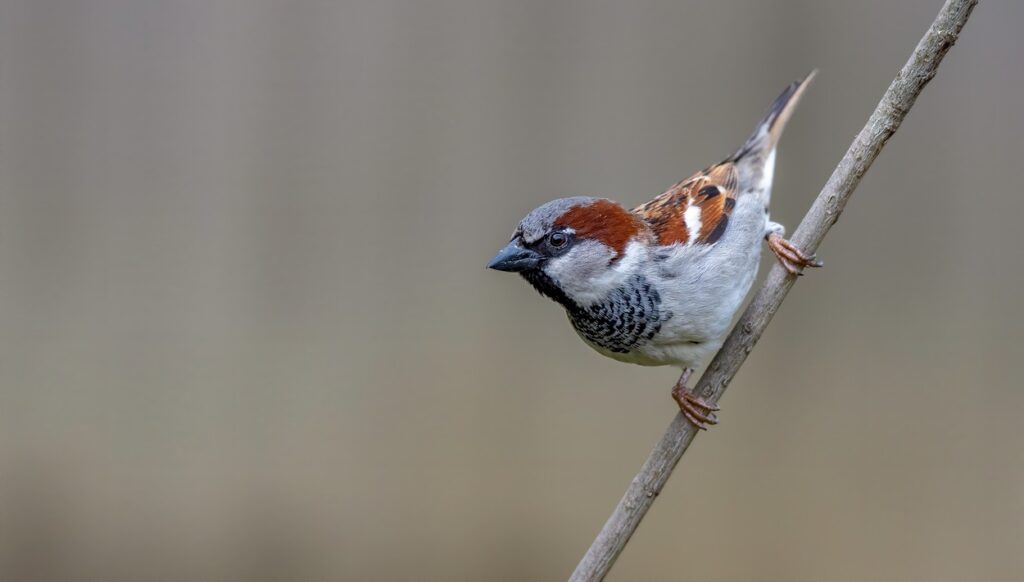 Interesting Facts About House Sparrows