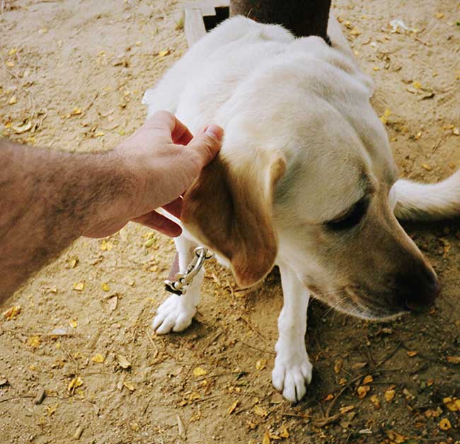Feit: Hondeneigenaren kunnen hun bloeddruk verlagen door honden ouder te maken