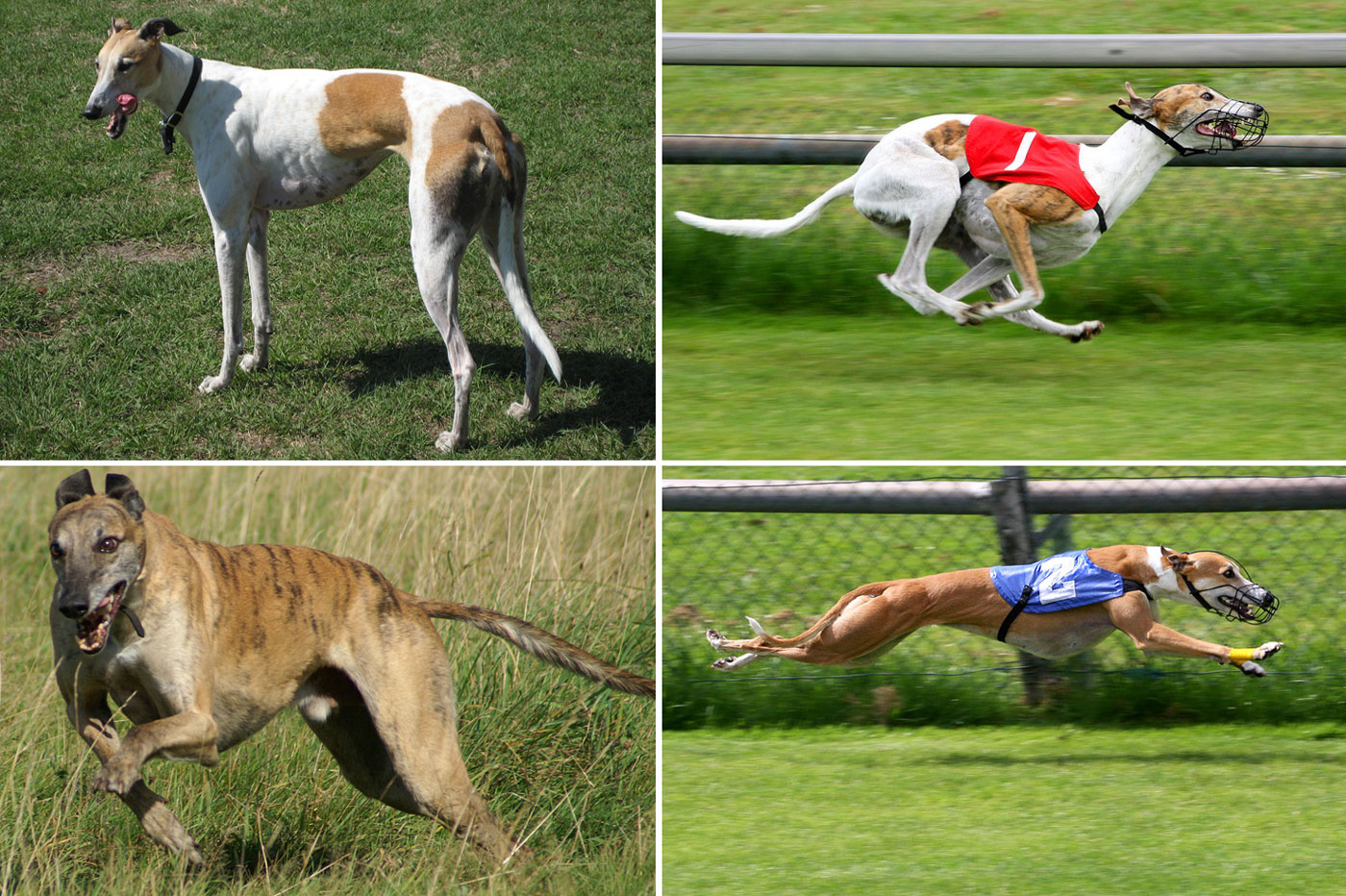 Fact: Greyhounds are the fastest dogs in the world