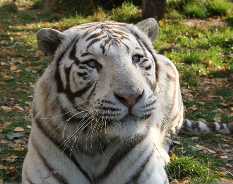 Tatsache: Weiße Tiger haben oft blaue, schielende Augen