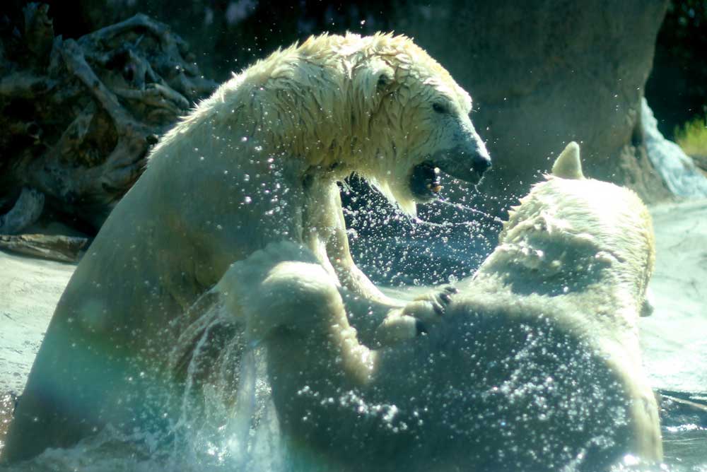 Fact: The polar bear is the largest bear species and the largest living predator that hunts on land