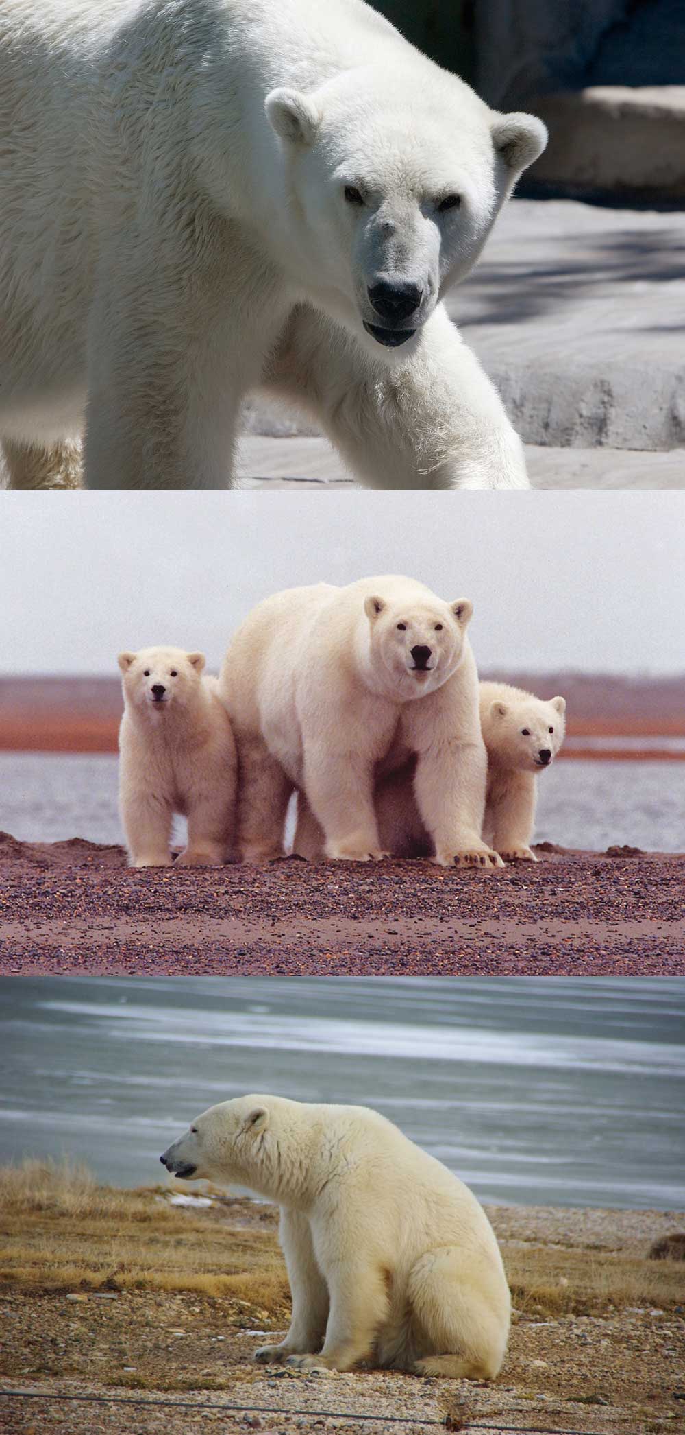 The presence of ice is necessary for polar bears to catch seals